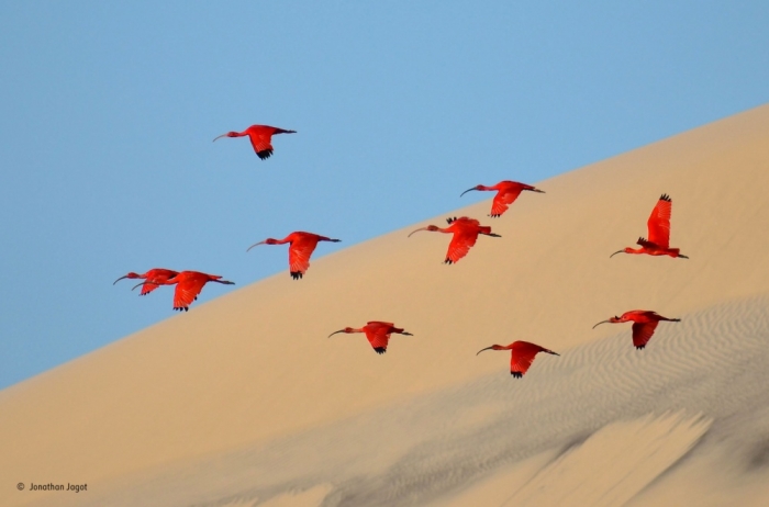 Лучшие фотографии диких животных Wildlife Photographer of the Year