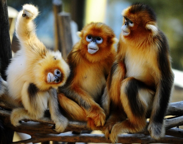 Несколько любопытных фактов про обезьян