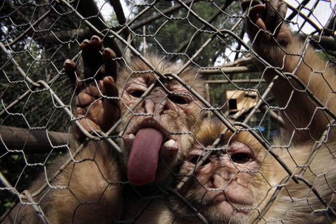 Несколько любопытных фактов про обезьян
