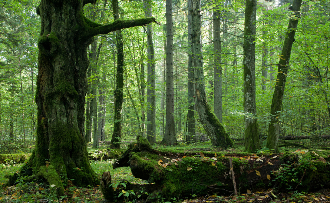 Самые древние леса нашей планеты