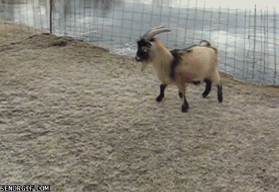 Непоседливые козы в гифках