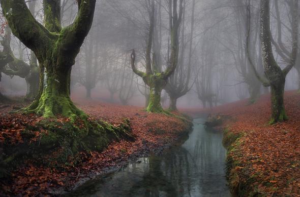 Мистические леса