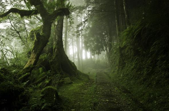 Мистические леса