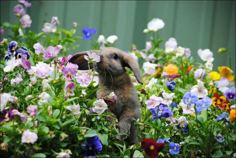 Животные любят цветы