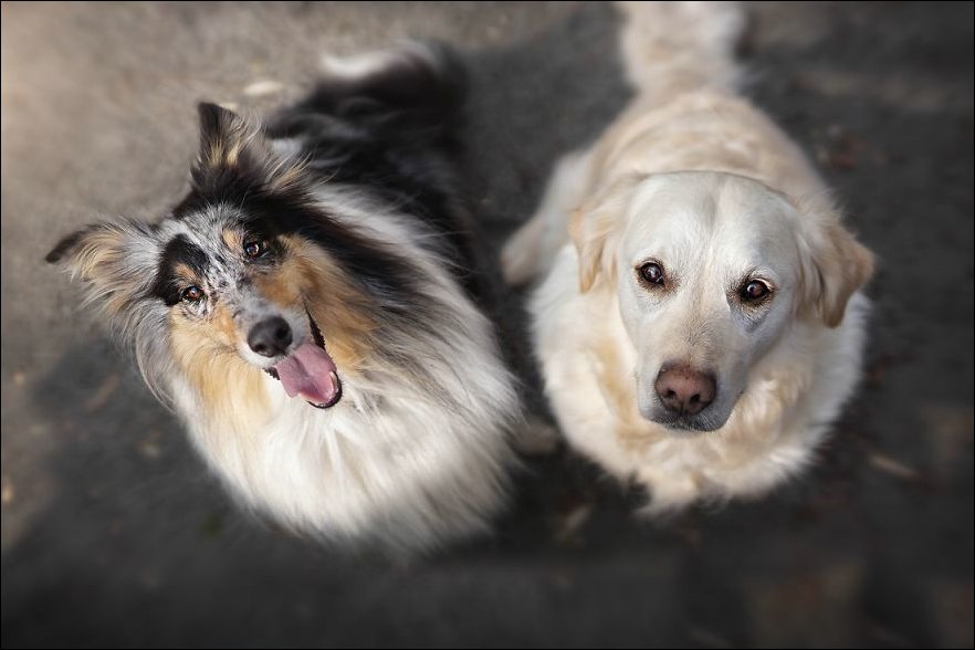 Красивые фотографии о дружбе собак
