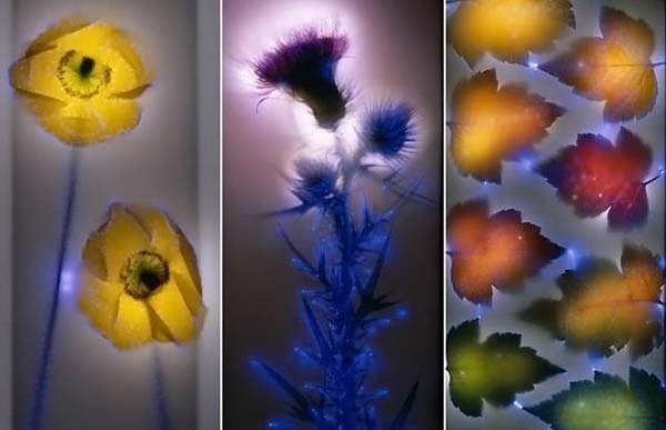 Сияние цветов и растений от Роберта Бьюелтмана