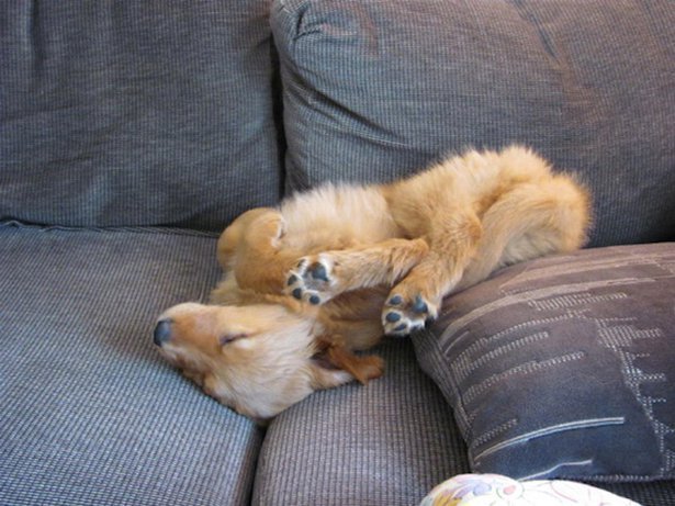 Очаровательные спящие собаки