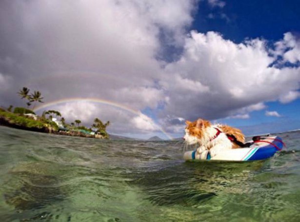 Одноглазый кот рассекает гавайские волны на доске для сёрфинга