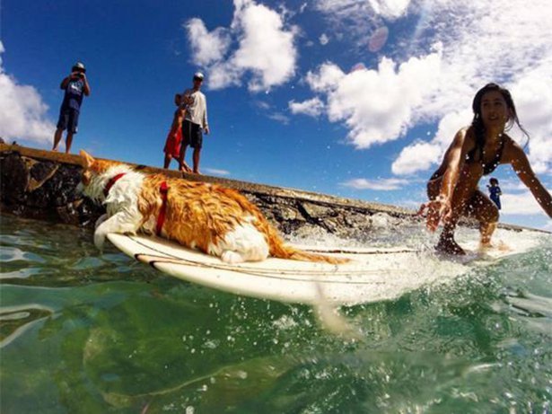 Одноглазый кот рассекает гавайские волны на доске для сёрфинга