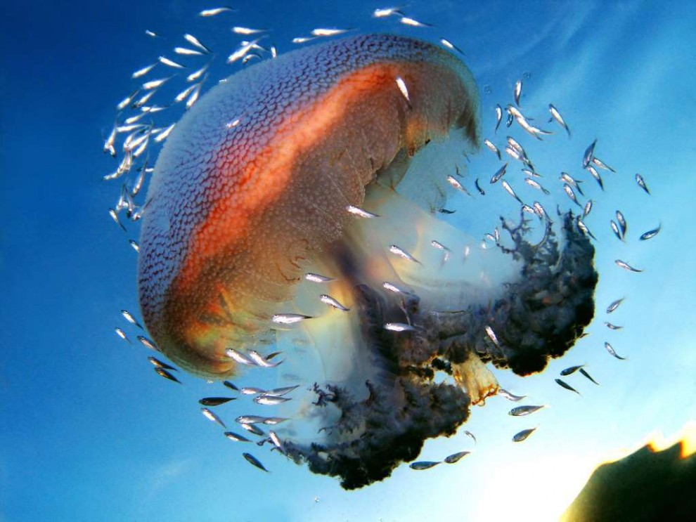 Подводные красоты Большого Барьерного рифа