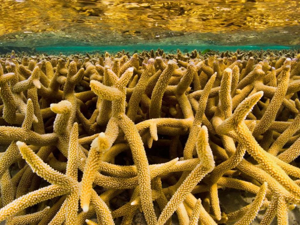 Подводные красоты Большого Барьерного рифа