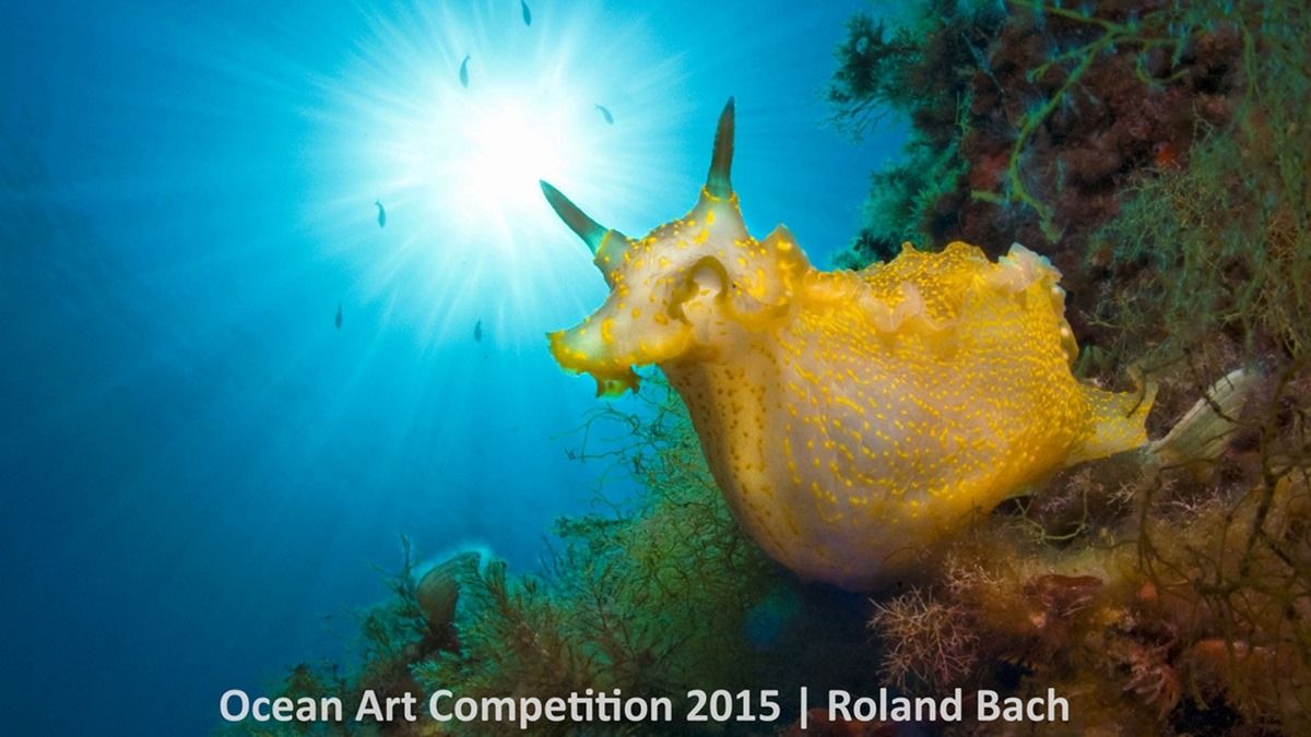 Лучшие подводные фотографии Ocean Art Underwater Photo Competition 2015