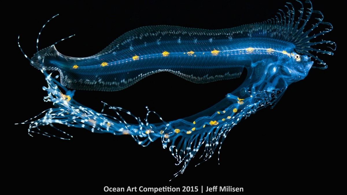Лучшие подводные фотографии Ocean Art Underwater Photo Competition 2015