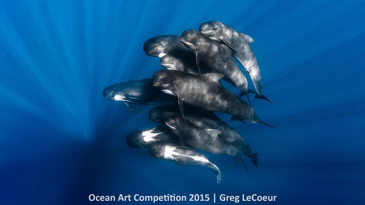 Лучшие подводные фотографии Ocean Art Underwater Photo Competition 2015