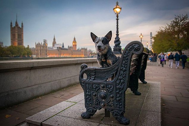 Жизнь лондонского пса Руперта