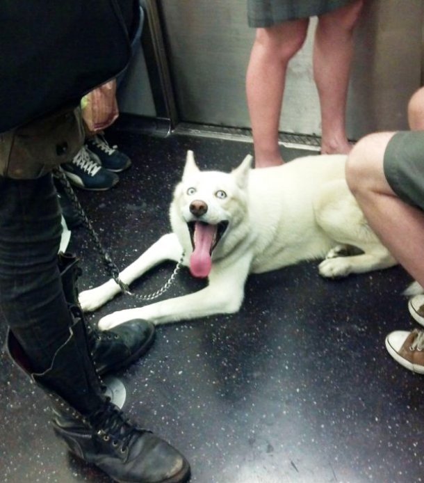 Приколы из нью-йоркского метро