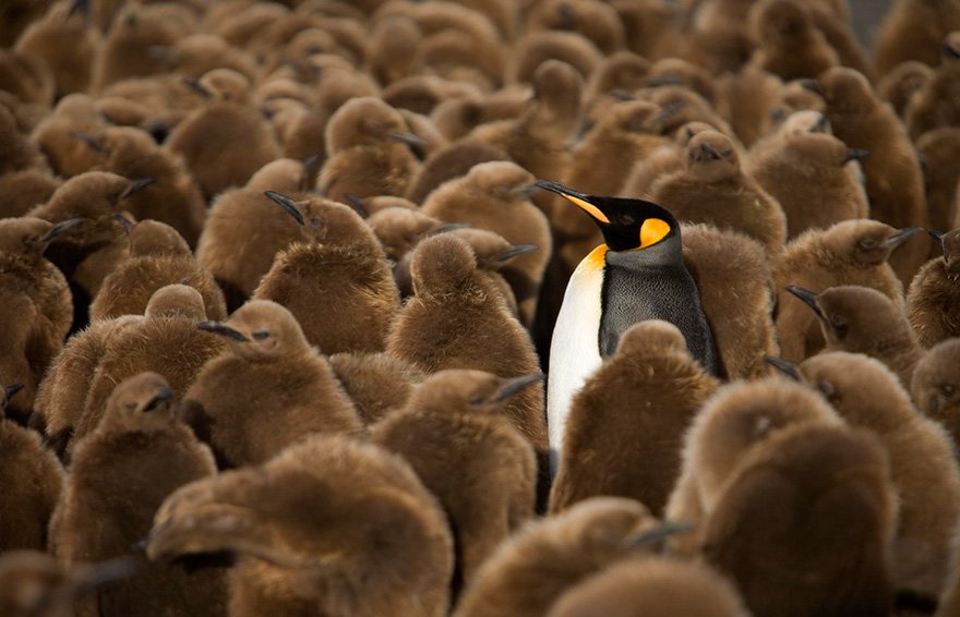 Красивые и интересные фотографии с пингвинами