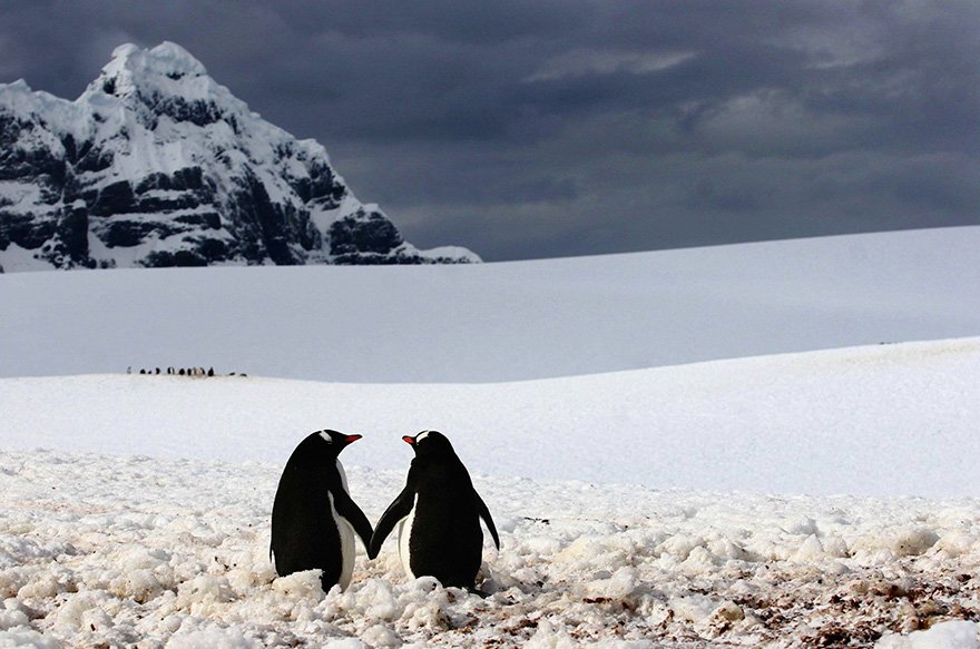 Красивые и интересные фотографии с пингвинами