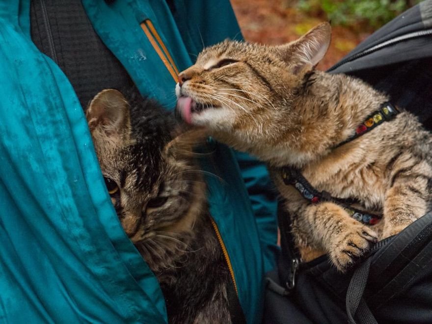 Как бездомные котята стали путешественниками