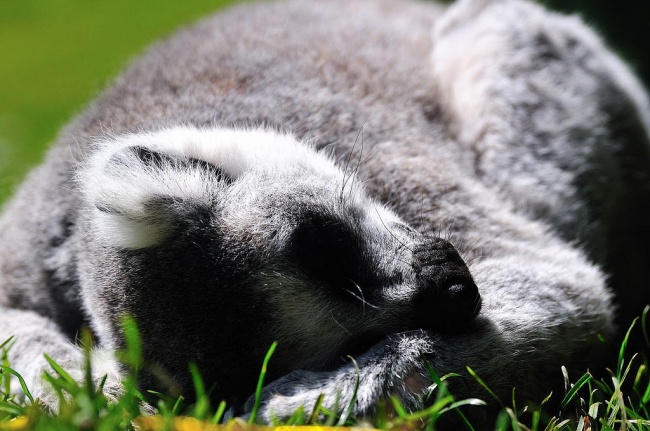 7 животных, которые не отказывают себе в здоровом сне