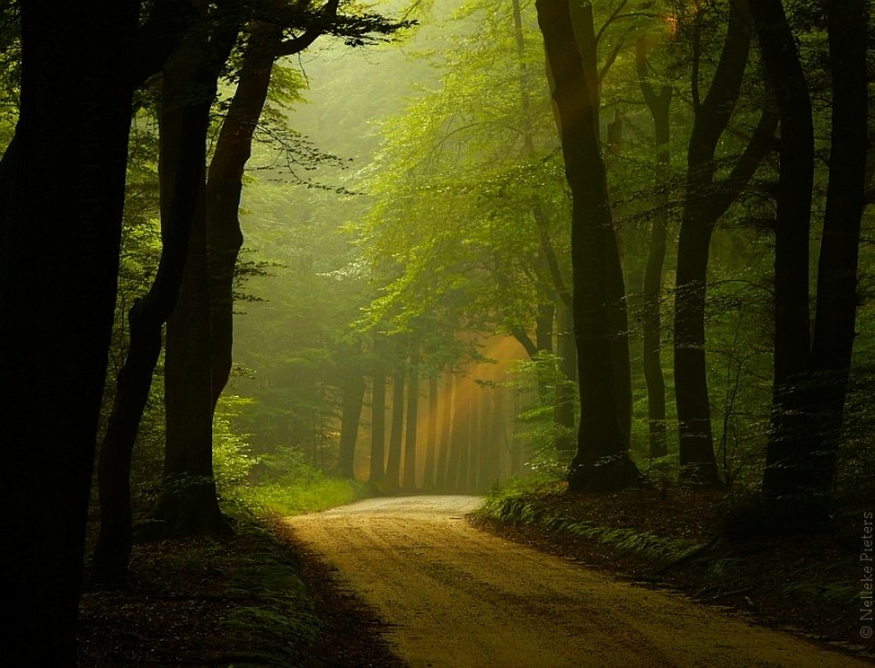 Таинственные леса Голландии