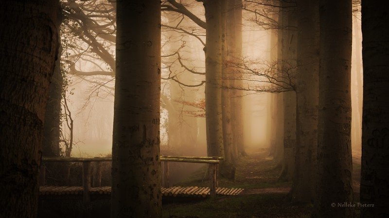 Таинственные леса Голландии