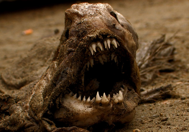 10 ужасающих существ, о которых вы, возможно, не знали