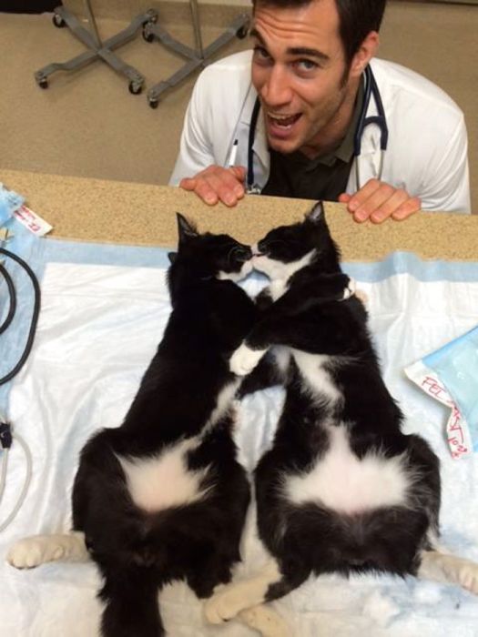 Эван Антин - самый привлекательный ветеринар в мире