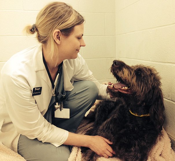 Почему ветеринар – лучшая профессия на свете