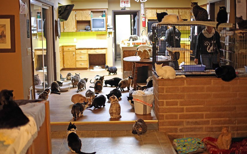 Женщина, в доме которой живёт более 1000 кошек