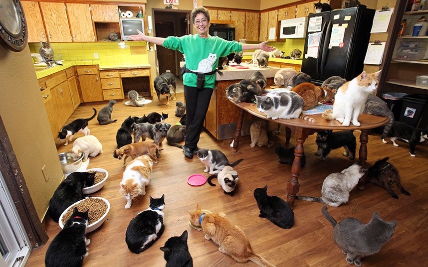 Женщина, в доме которой живёт более 1000 кошек