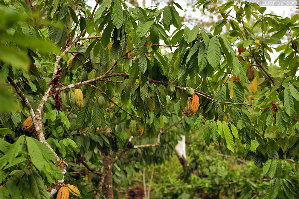 Как растет какао дерево фото