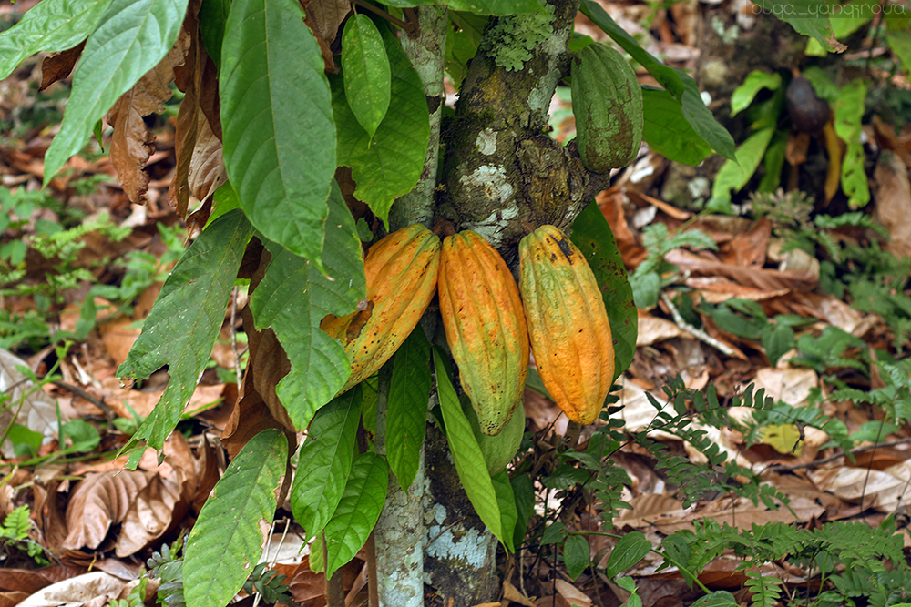 Как в Бразилии выращивают органическое какао