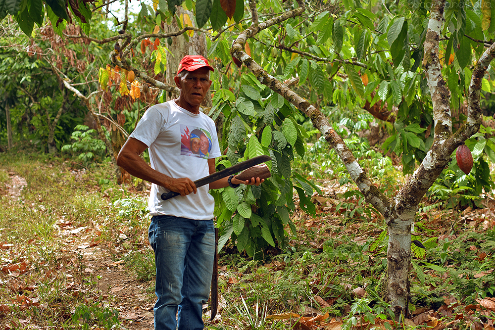 Как в Бразилии выращивают органическое какао