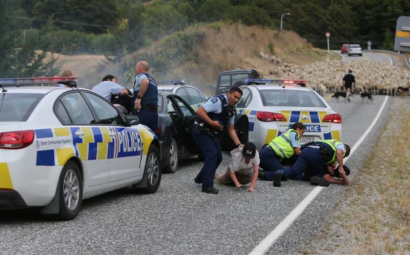 В Новой Зеландии, удирая от полиции, рано или поздно нарвешься на овец