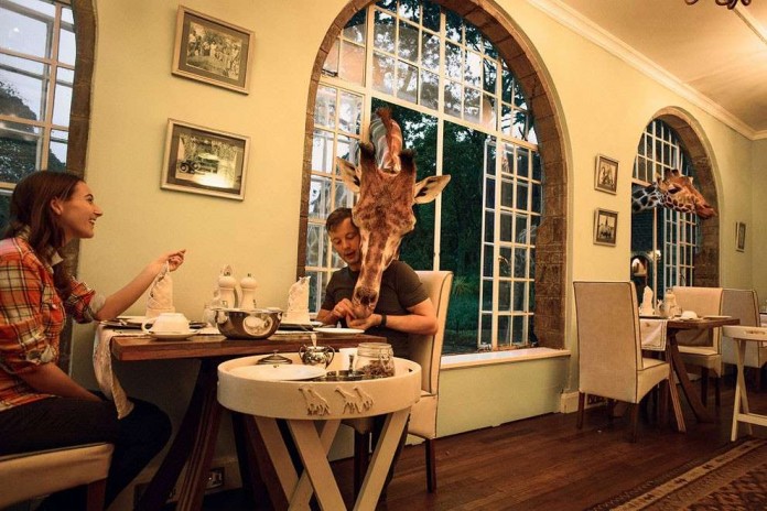 Поесть с жирафом за одним столом