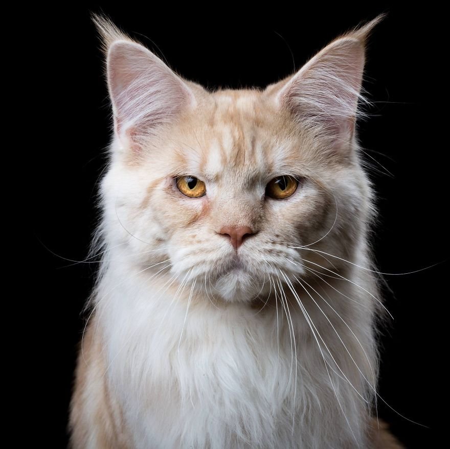 Портреты кошек и собак от Роберта Баху