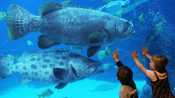 10 самых красивых аквариумов в мире