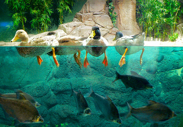 10 самых красивых аквариумов в мире