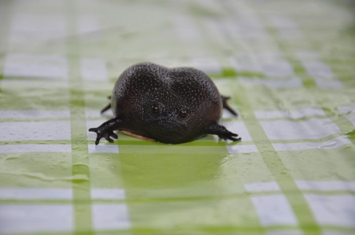 Черная дождевая лягушка - самое недовольное земноводное в мире