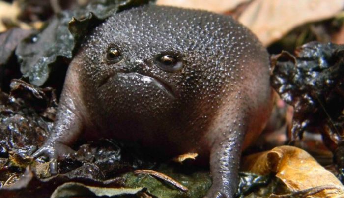 Черная дождевая лягушка - самое недовольное земноводное в мире