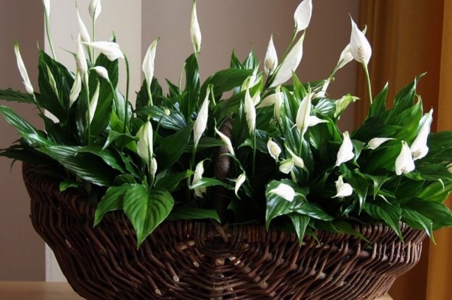 Идеальные растения для каждой комнаты, которые очистят воздух в вашей квартире
