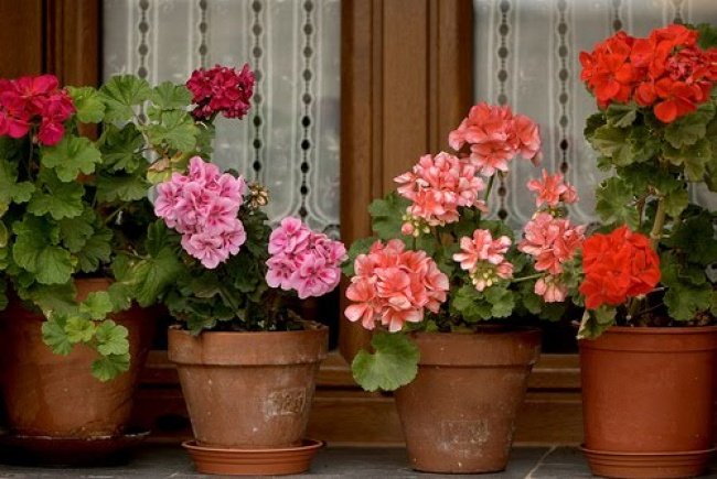 Идеальные растения для каждой комнаты, которые очистят воздух в вашей квартире