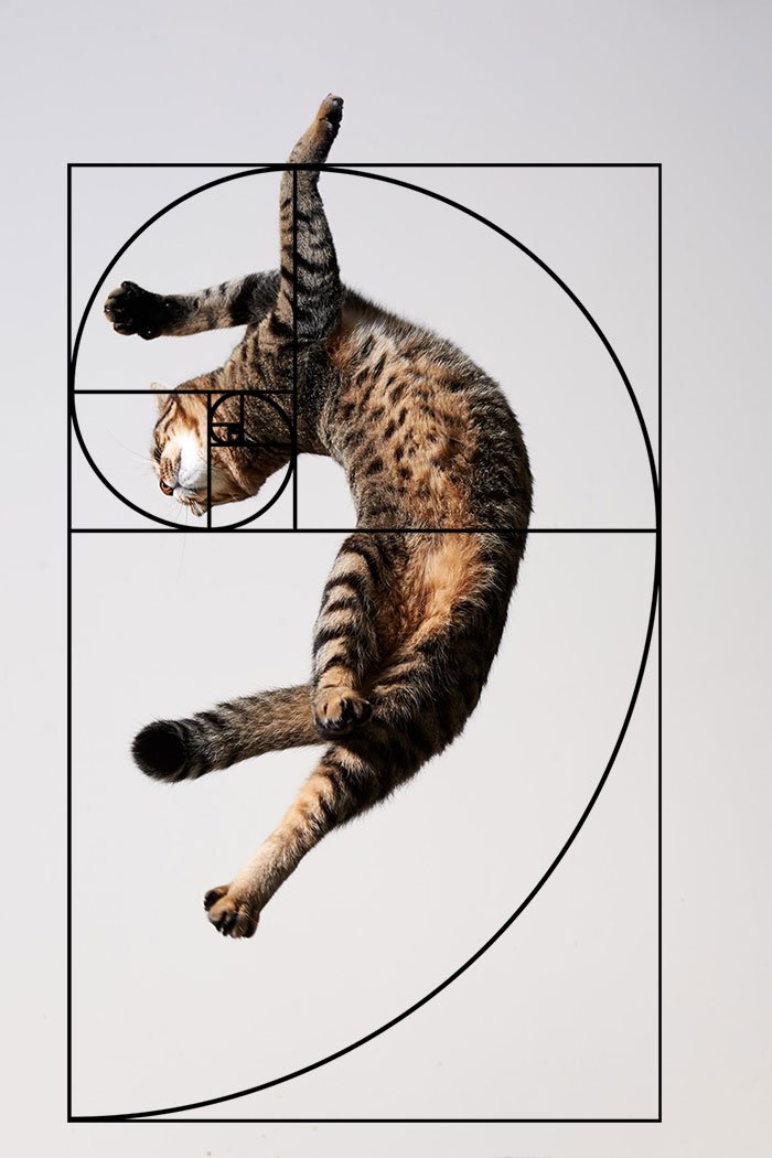 Идеальные кошки, которые знают про последовательность Фибоначчи