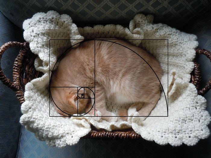 Идеальные кошки, которые знают про последовательность Фибоначчи