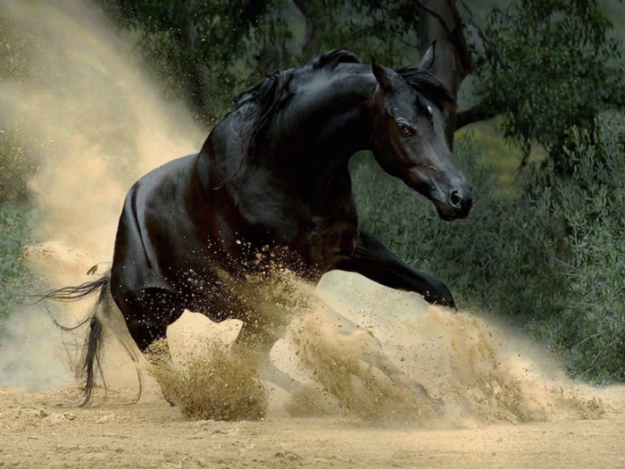 Красота лошадей в фотографиях Wojtek Kwiatkowski