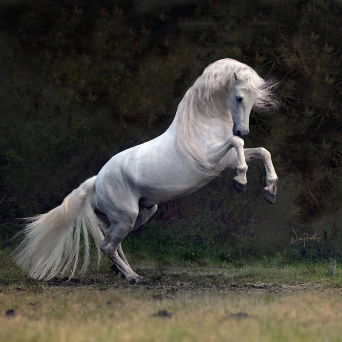 Красота лошадей в фотографиях Wojtek Kwiatkowski