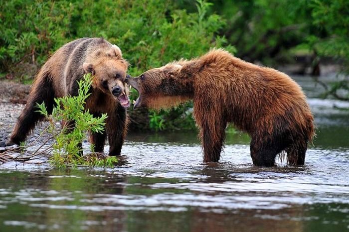 Потрясающие фотографии диких животных от Сергея Горшкова