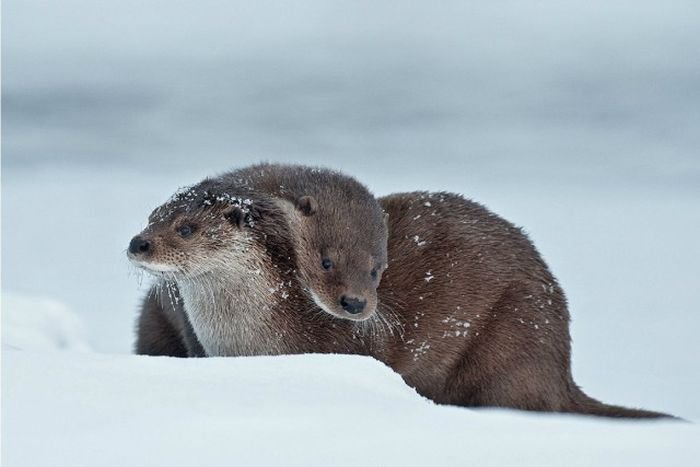 Потрясающие фотографии диких животных от Сергея Горшкова