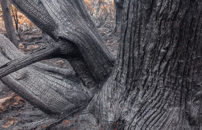 Тасмания пострадала от сильнейшего лесного пожара